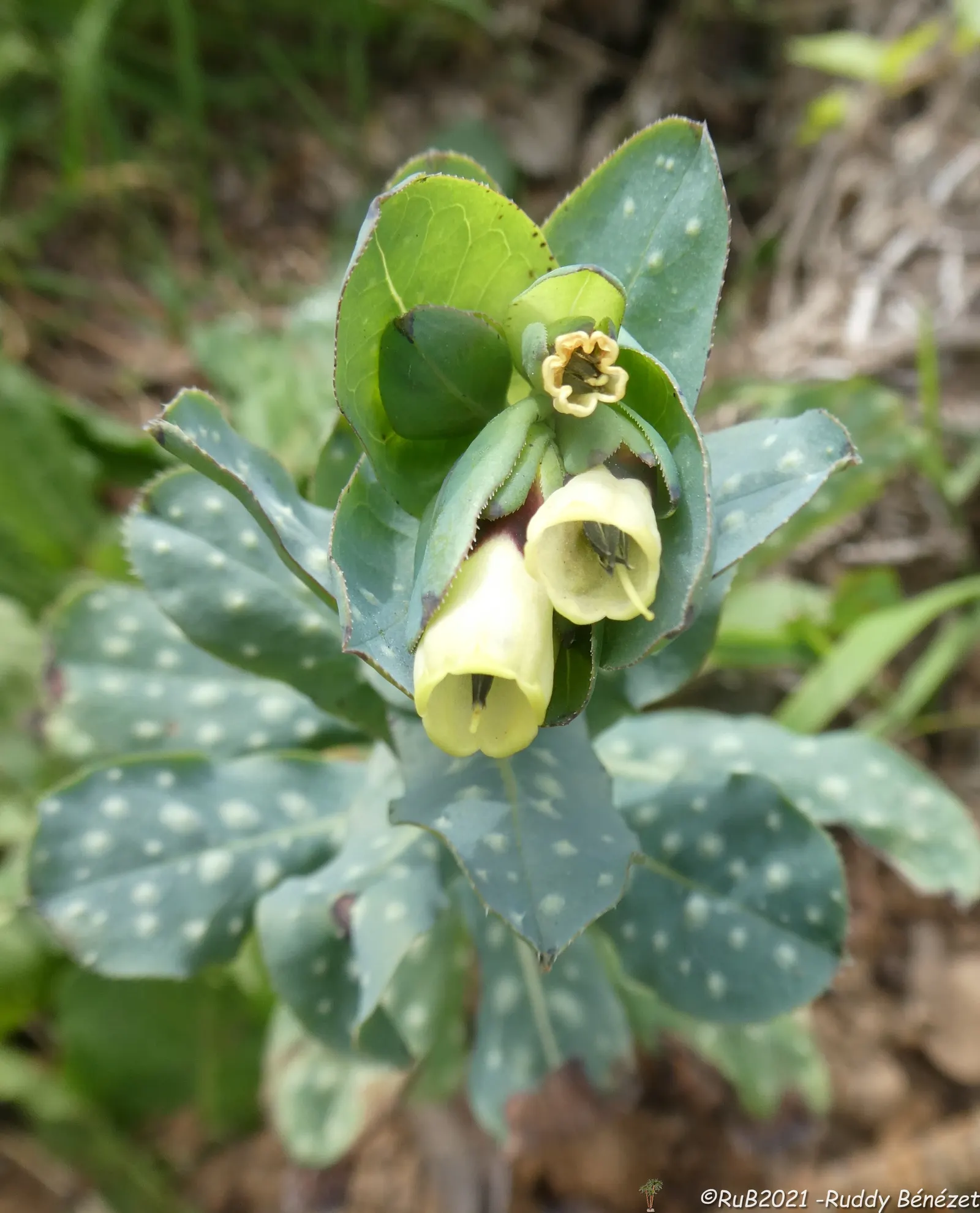Honeywort, Shrimp Plant (Cerinthe Major) — Honeywort is drought-tolerant, thrives in full sun to part shade, and prefers well-drained soil; the Honeywort can