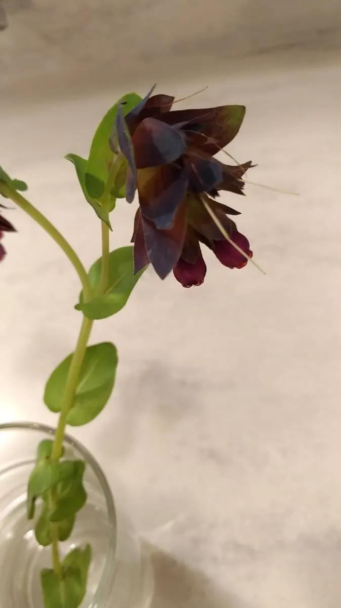 Honeywort, Shrimp Plant (Cerinthe Major) — annual with blue and purple blooms
