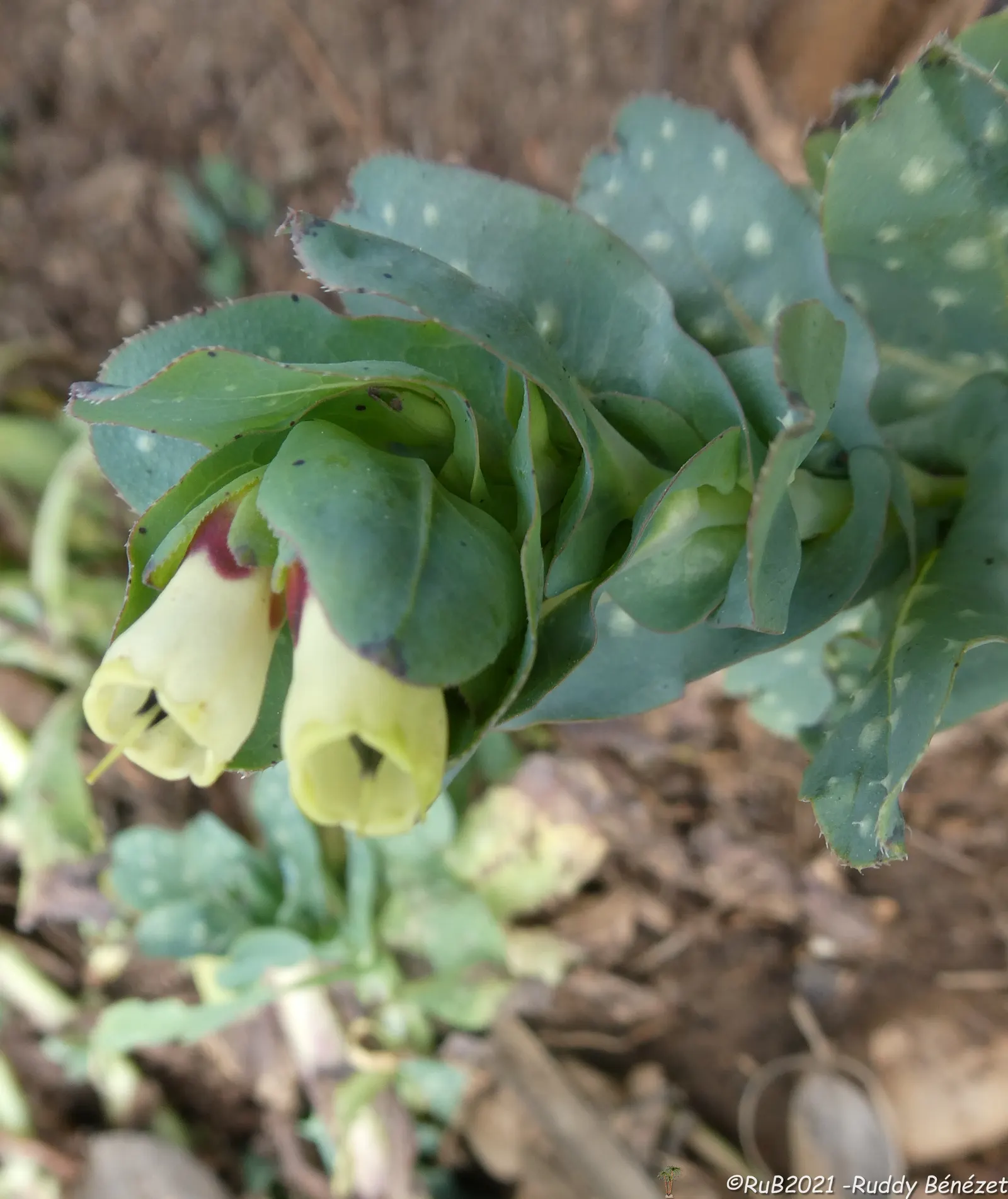 Honeywort, Shrimp Plant (Cerinthe Major) — an accent in a container garden; attracting bees and other pollinators to the garden