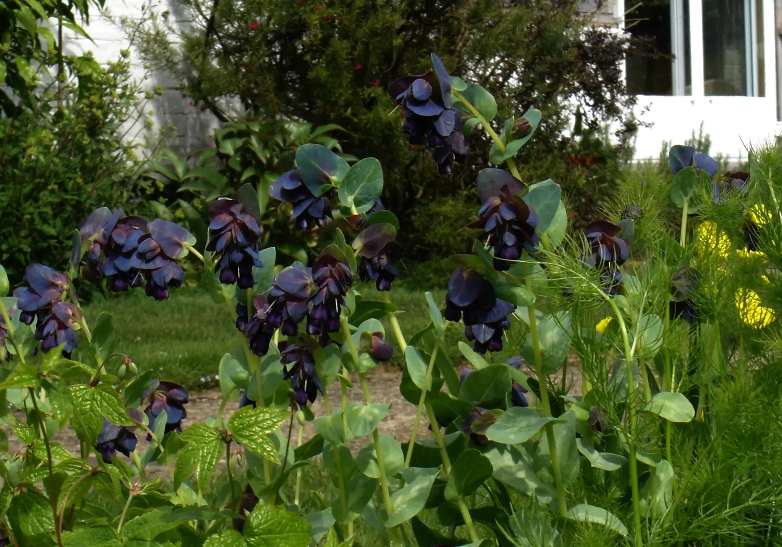 Honeywort, Shrimp Plant (Cerinthe Major) — an accent in a container garden