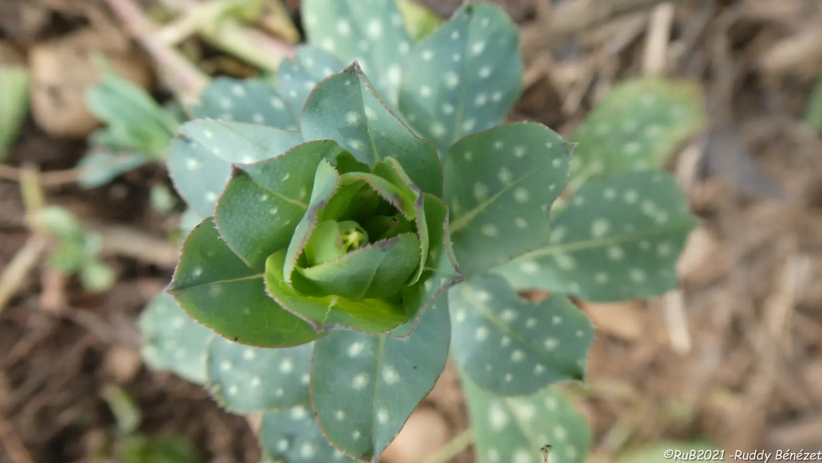 Honeywort, Shrimp Plant (Cerinthe Major) — reminiscent of tiny shrimp