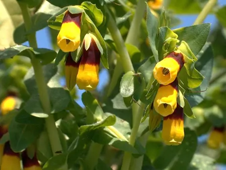 Honeywort, Shrimp Plant (Cerinthe Major) — or featured in a pollinator-friendly landscape; cerinthe major, or Honeywort, is a captivating annual reaching 18-24