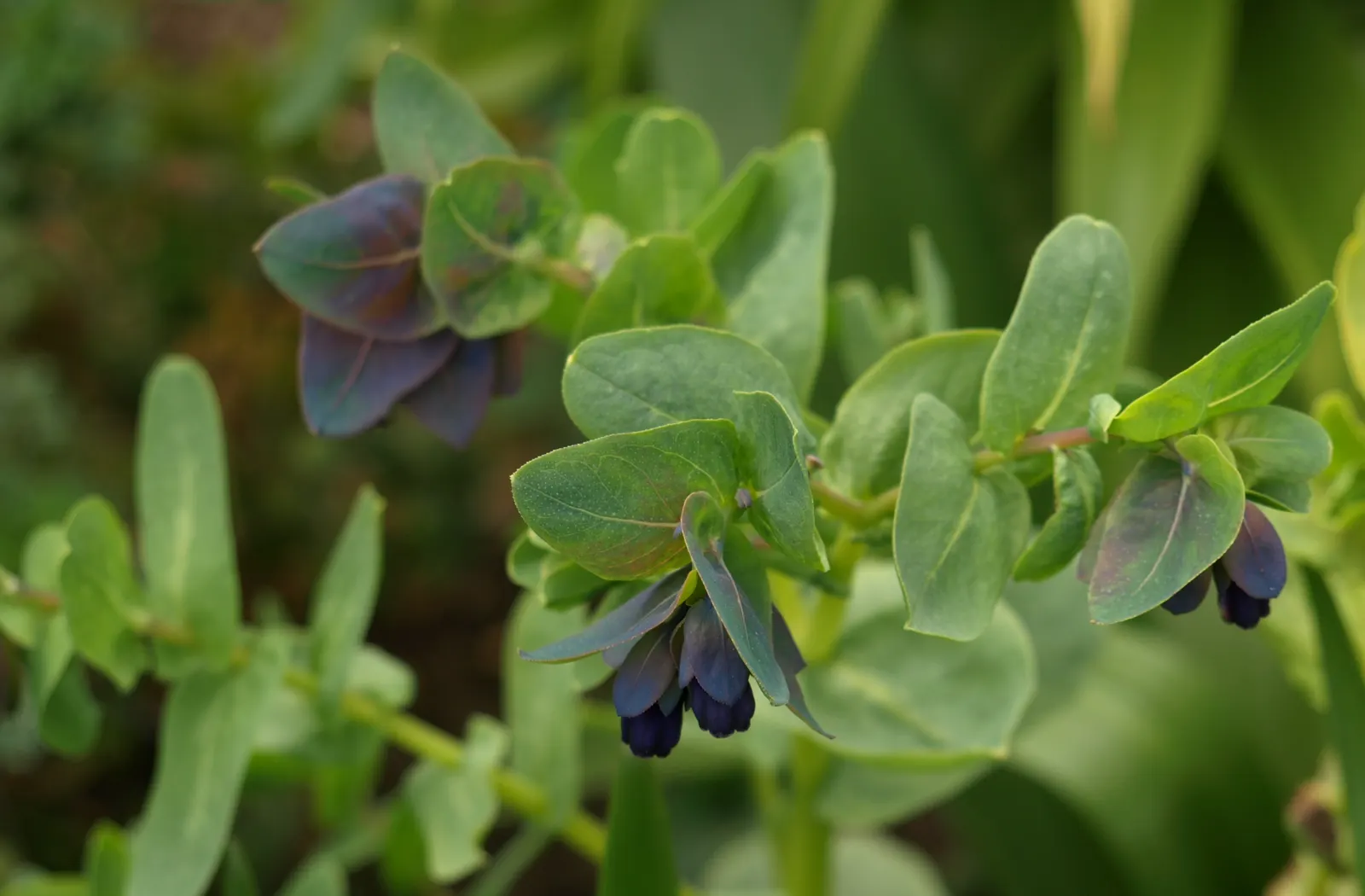 Honeywort, Shrimp Plant (Cerinthe Major) — Honeywort is drought-tolerant, thrives in full sun to part shade, and prefers well-drained soil; the, image 53