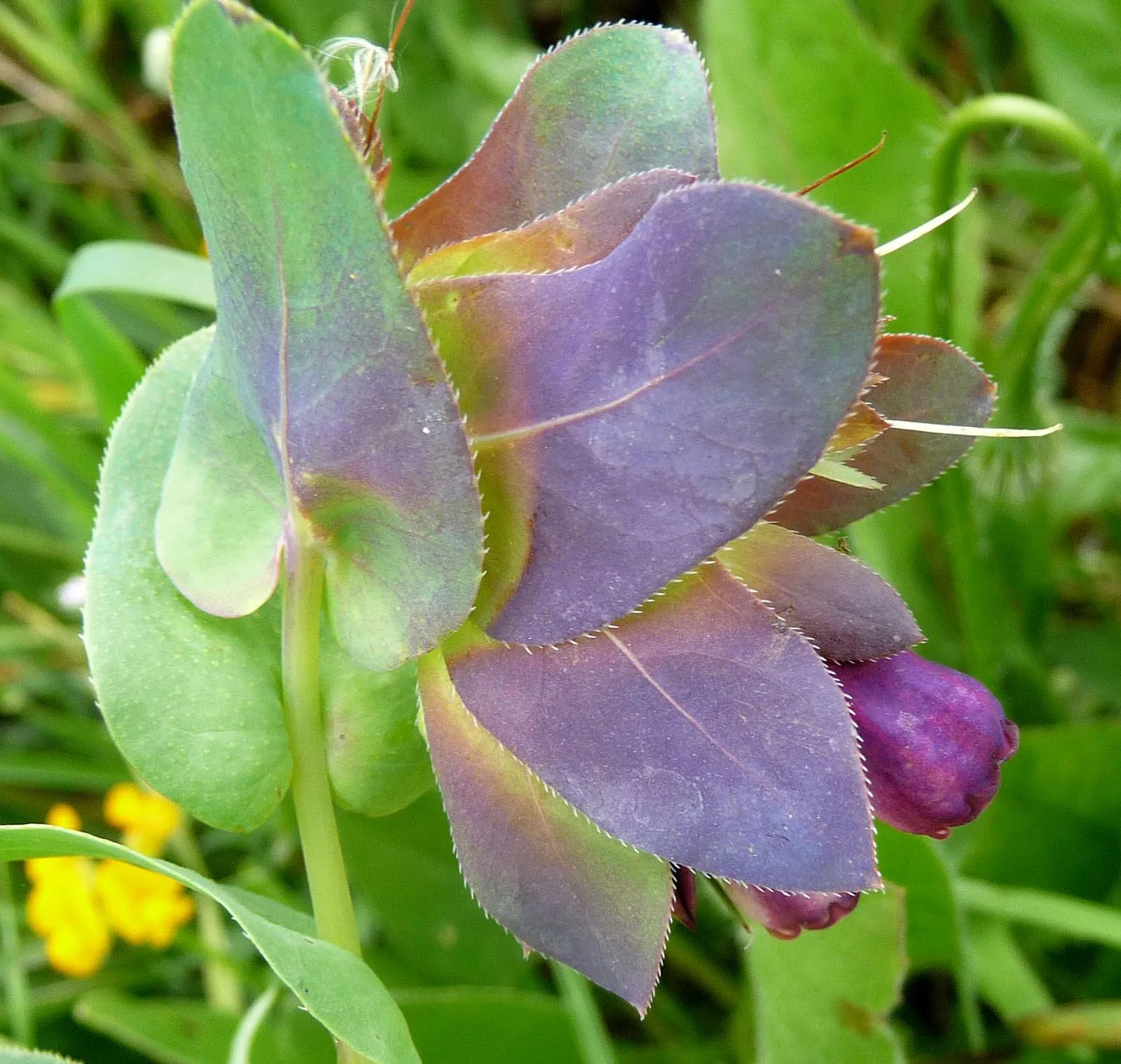 Honeywort, Shrimp Plant (Cerinthe Major) — Ideal for borders and containers, it adds a touch of Mediterranean charm to any landscape design; is an