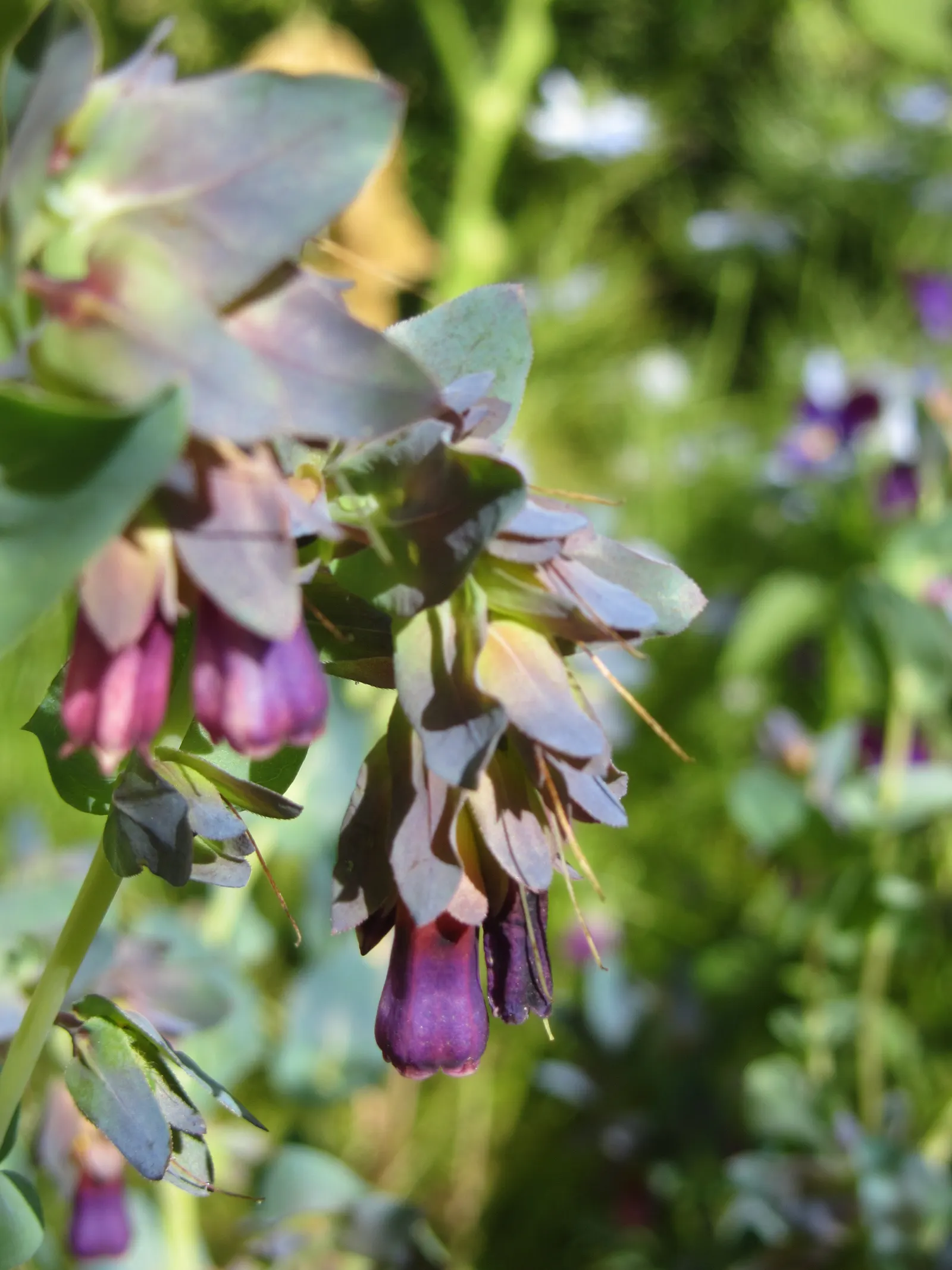 Honeywort, Shrimp Plant (Cerinthe Major) — blue and purple flowers in the garden