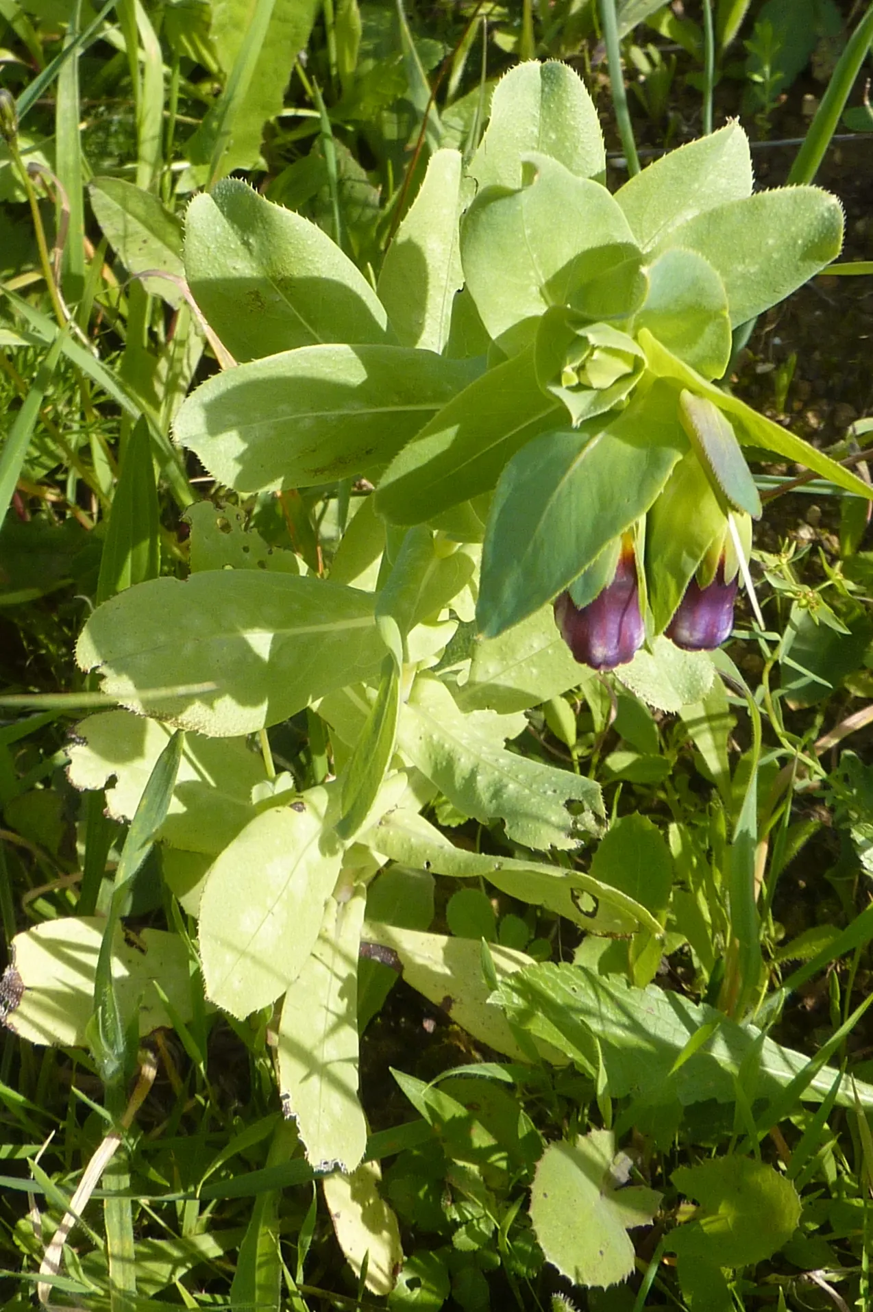 Honeywort, Shrimp Plant (Cerinthe Major) — blue and purple flowers in the garden; that can lend an exotic touch to any landscape design