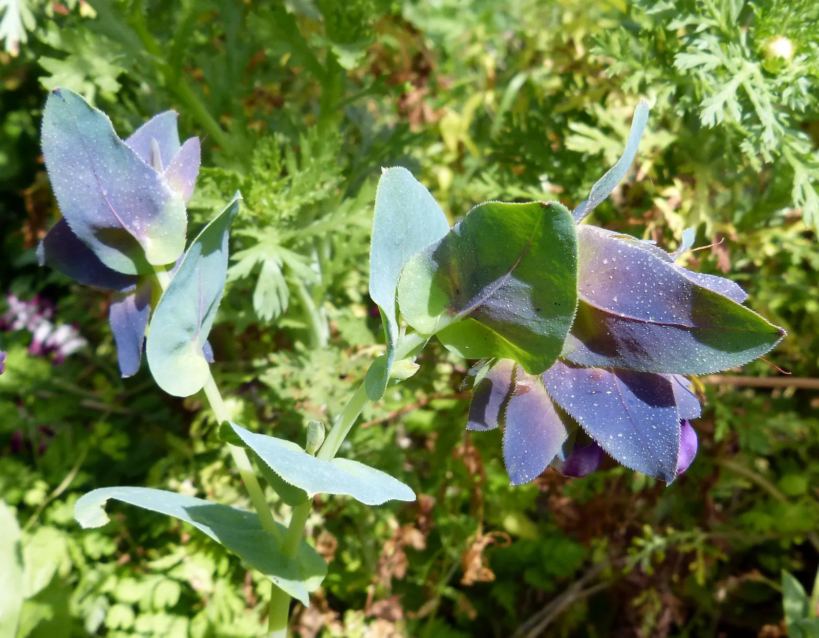 Honeywort, Shrimp Plant (Cerinthe Major) — the Honeywort can be a captivating addition; blue and purple flowers in the garden