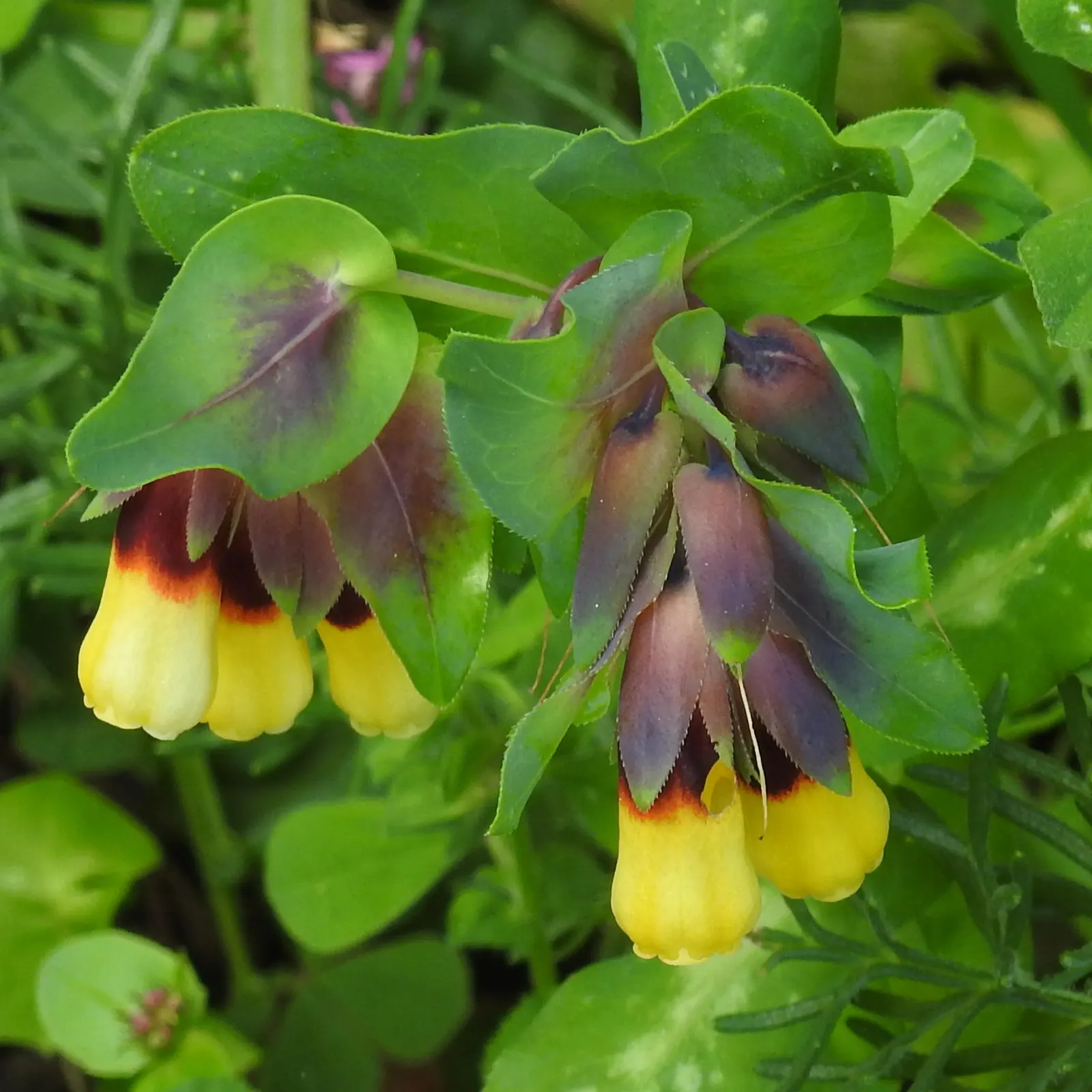 Honeywort, Shrimp Plant (Cerinthe Major) — This plant is moderately drought-tolerant once established