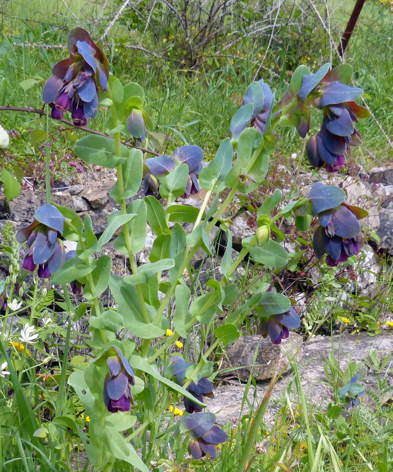 Honeywort, Shrimp Plant (Cerinthe Major) — Cerinthe major, or Honeywort, is a captivating annual reaching 18-24 inches tall; its nectar-rich blooms attract
