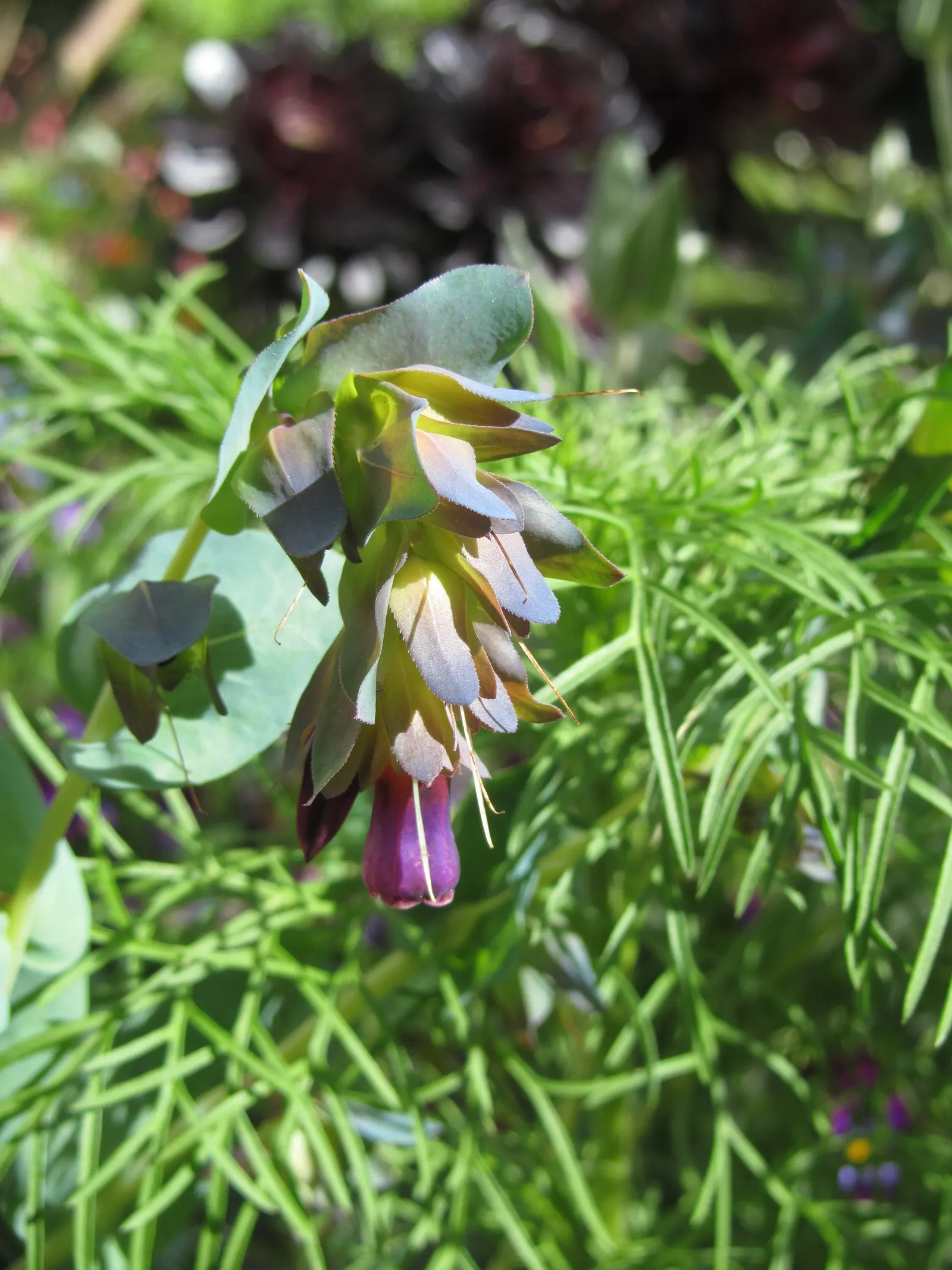 Honeywort, Shrimp Plant (Cerinthe Major) — Its nectar-rich blooms attract pollinators, adding dynamic life to garden settings