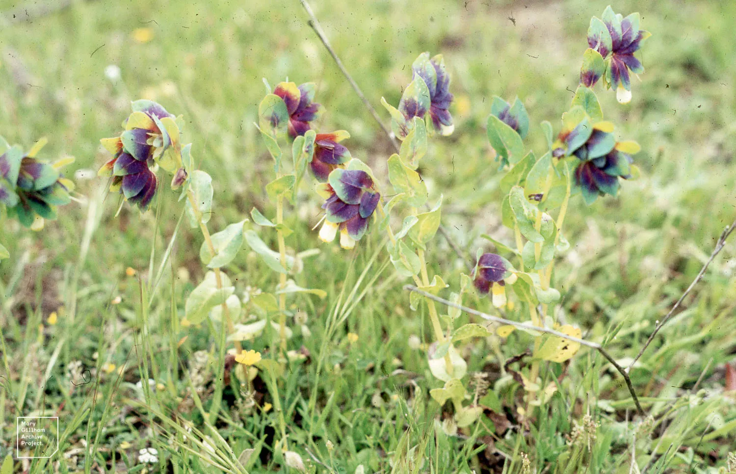 Honeywort, Shrimp Plant (Cerinthe Major) — attracting bees and other pollinators to the garden; ideal for borders and containers, it adds a touch of