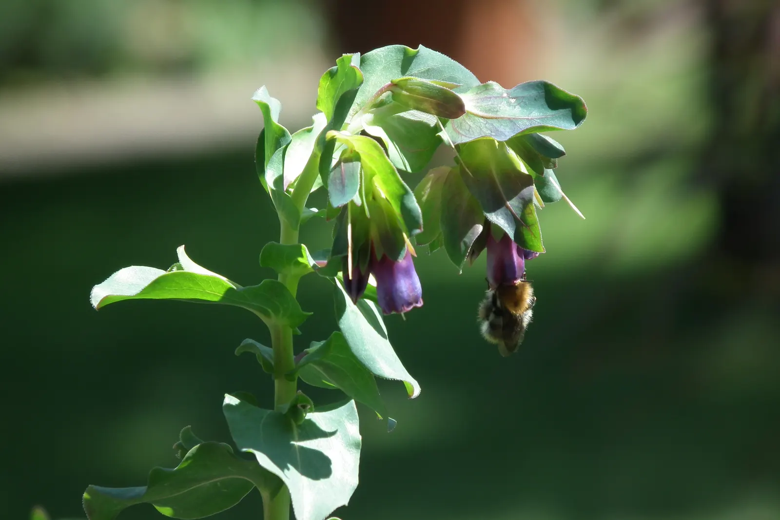 Honeywort, Shrimp Plant (Cerinthe Major) — Its striking blue-purple, tubular flowers and bluish-green foliage create a unique, cascading effect, image 52