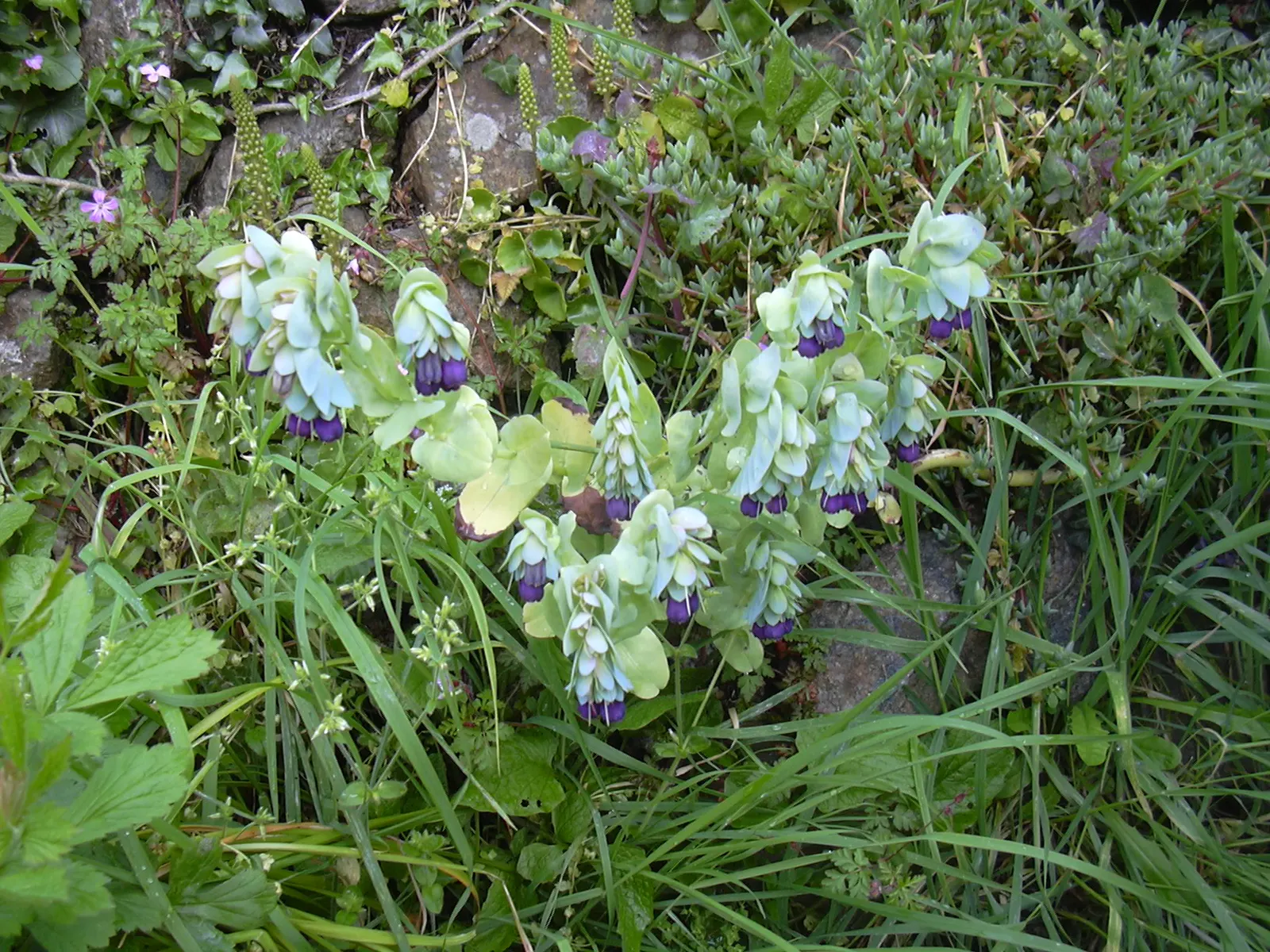 Honeywort, Shrimp Plant (Cerinthe Major) — that can lend an exotic touch to any landscape design