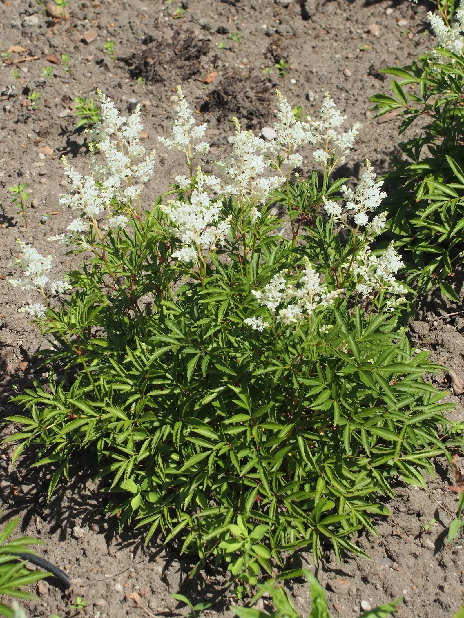 Visions False Spirea (Astilbe Chinensis 'Visions') — deep green leaves add texture