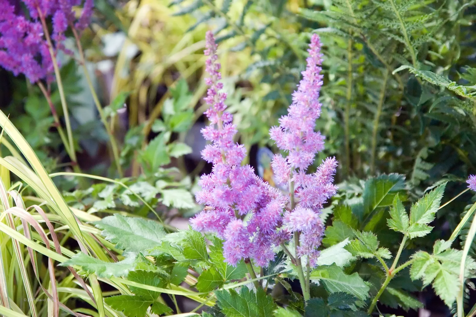 Visions False Spirea (Astilbe Chinensis 'Visions') — Visions False Spirea (Astilbe chinensis 'Visions') is a hardy