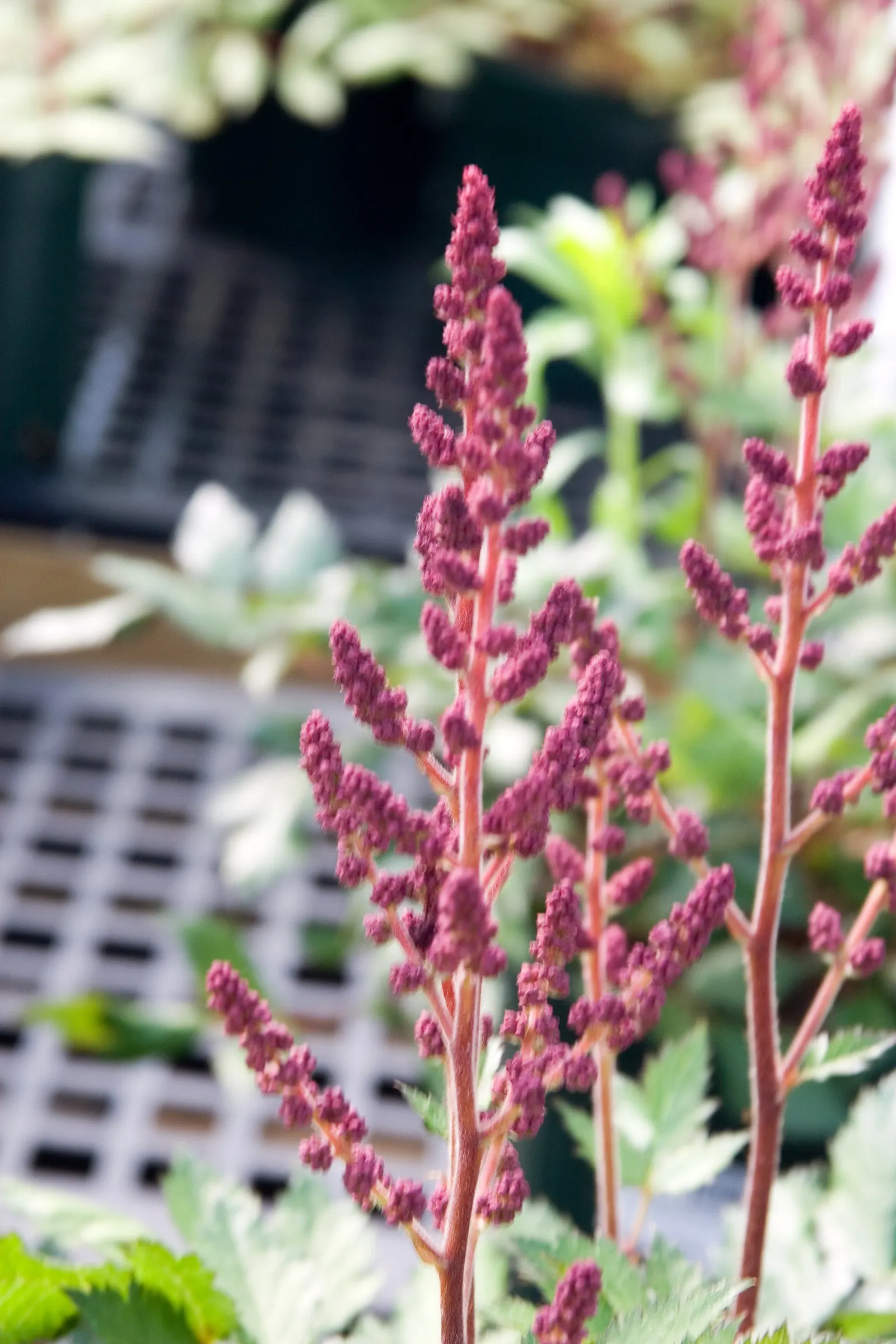 Visions False Spirea (Astilbe Chinensis 'Visions') — raspberry-pink plumes reaching up to 15 inches tall