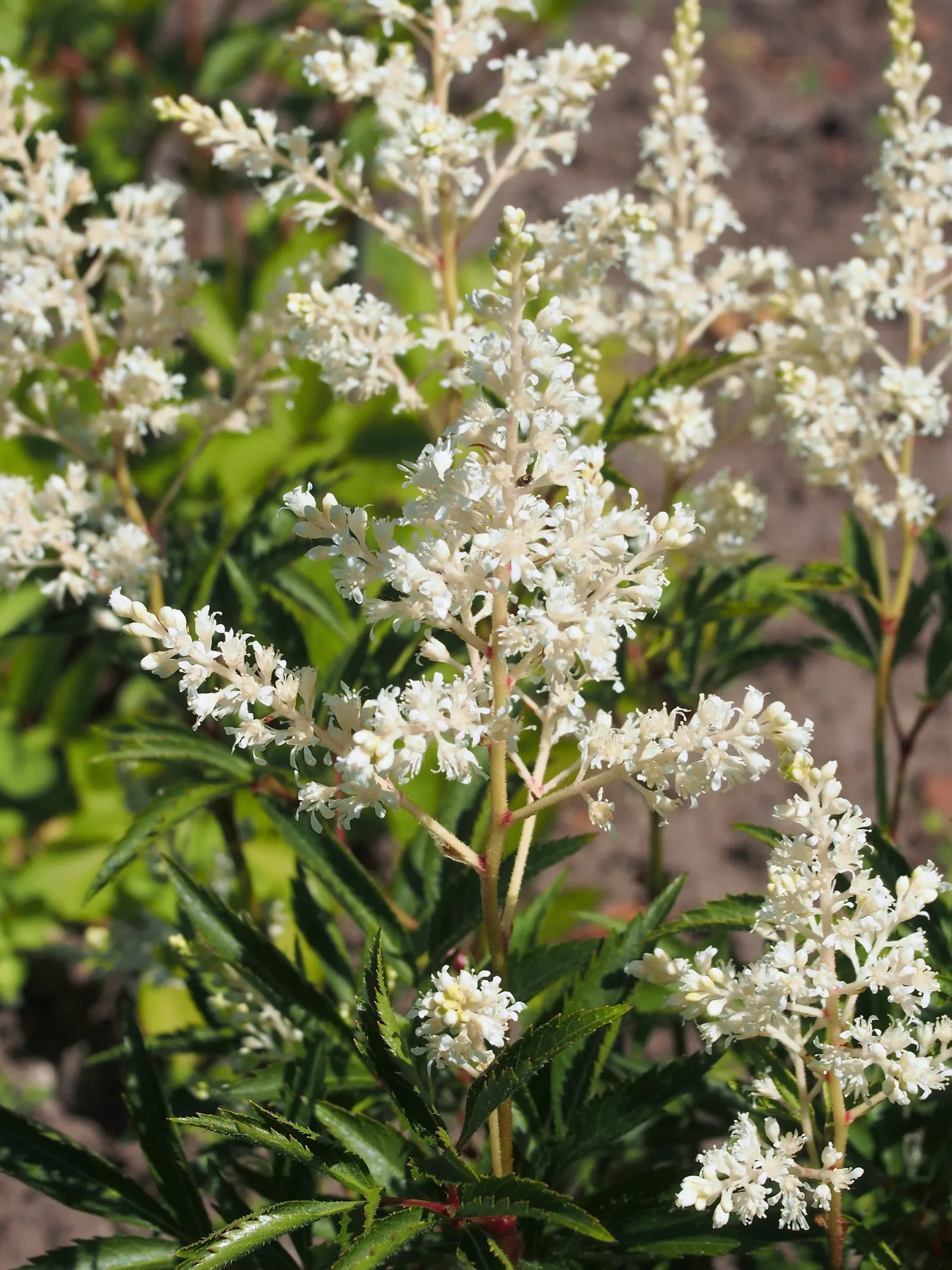 Visions False Spirea (Astilbe Chinensis 'Visions') — With a foliage spread of 12-18 inches, it thrives in partial shade and moist, well-drained soils