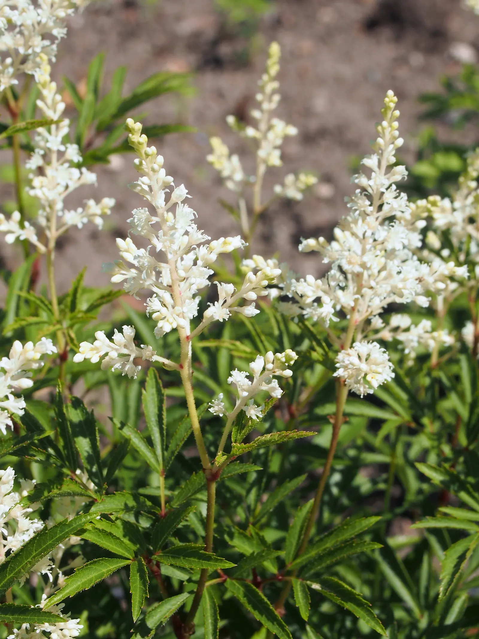Visions False Spirea (Astilbe Chinensis 'Visions') — while late summer blooms provide lasting color