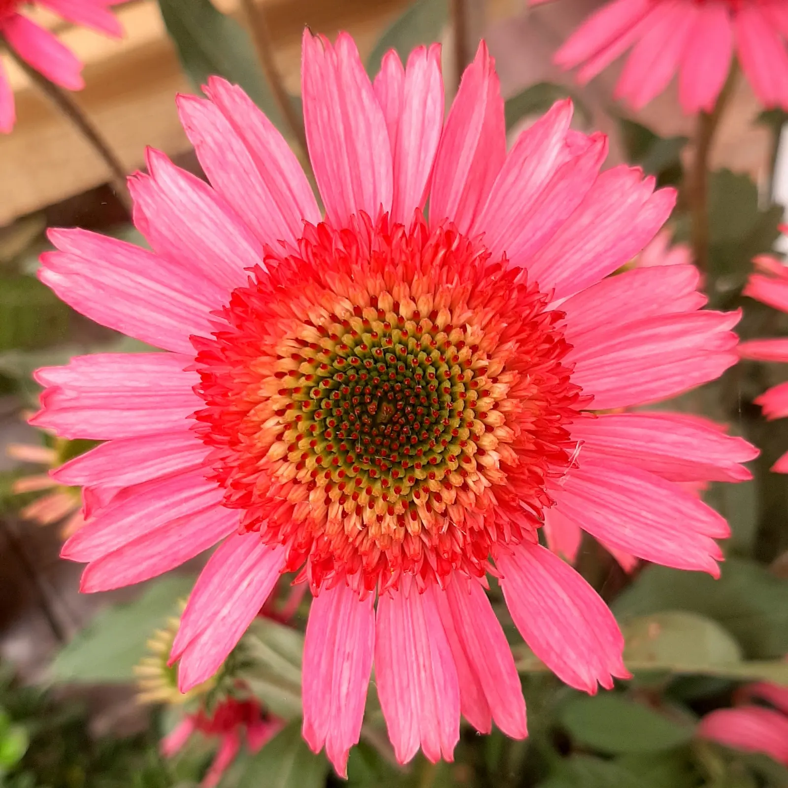 Delicious Candy Coneflower (Echinacea 'Delicious Candy') — perennial coneflower delighting with raspberry-pink blooms