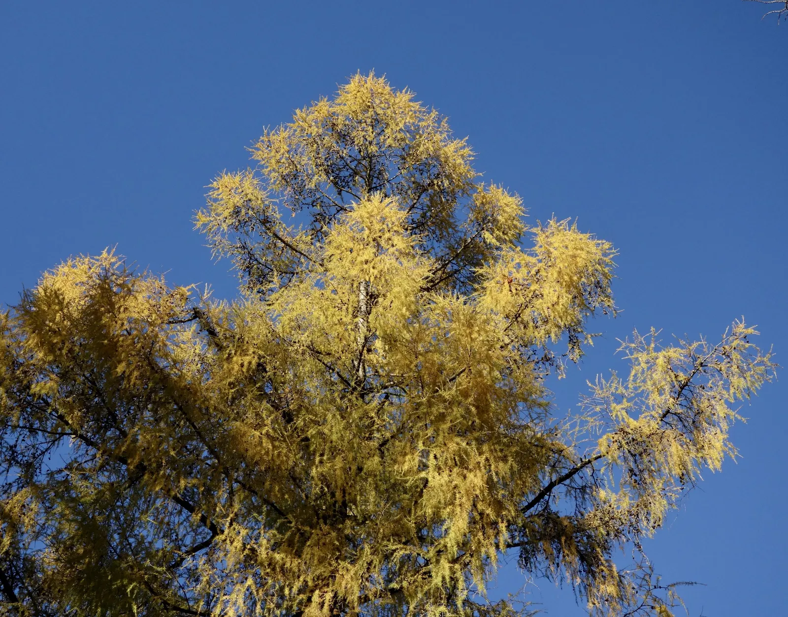 Weeping European Larch (Larix Decidua 'Pendula') — Suited for USDA hardiness zones 2-6