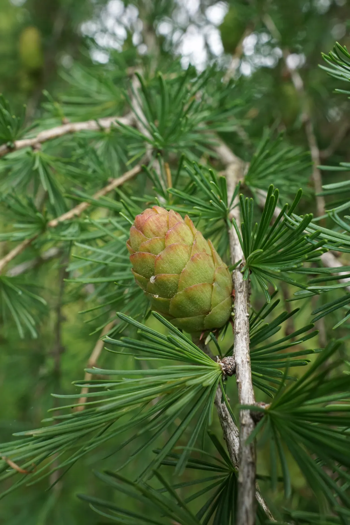 Weeping European Larch (Larix Decidua 'Pendula') — Typically reaching 10-15 feet in height