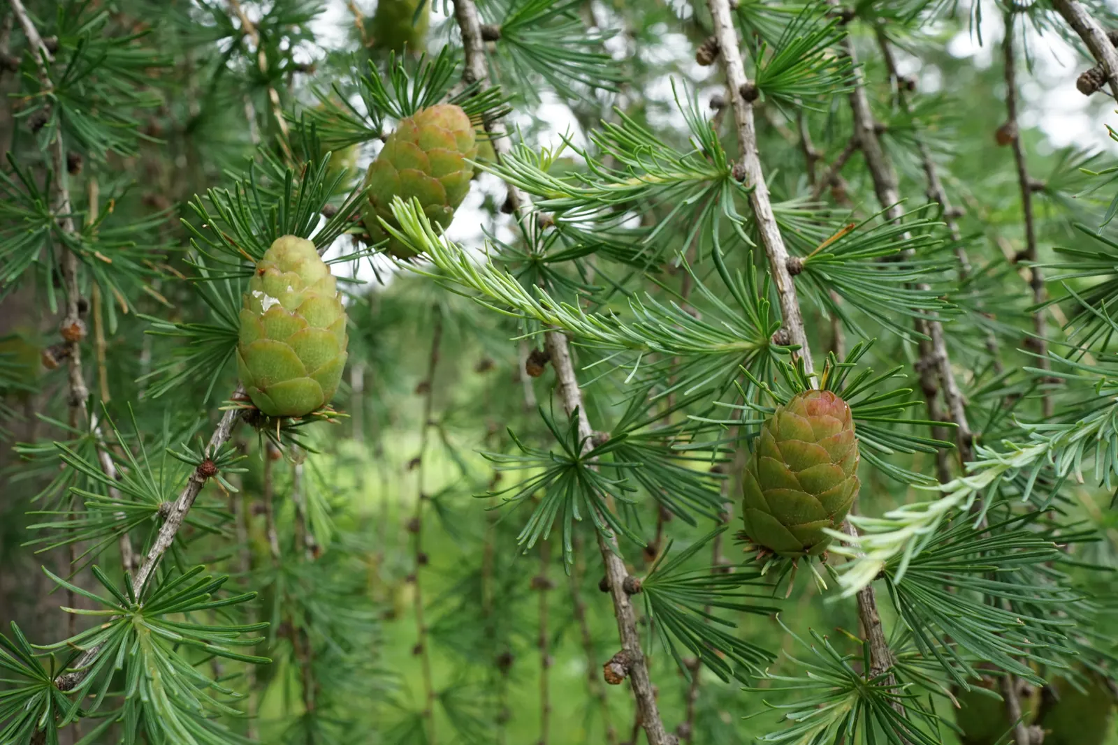 Weeping European Larch (Larix Decidua 'Pendula') — The Weeping European Larch, Larix decidua 'Pendula', is a captivating conifer with a unique, cascading form