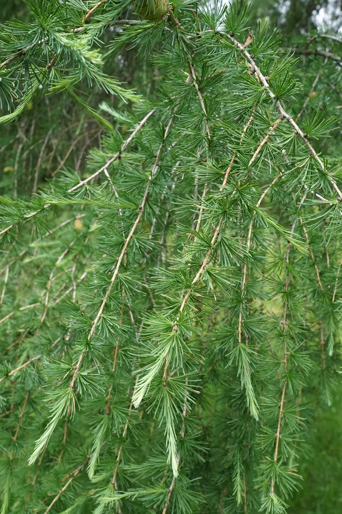 Weeping European Larch (Larix Decidua 'Pendula') — it showcases soft needles that turn a striking golden color in fall before shedding