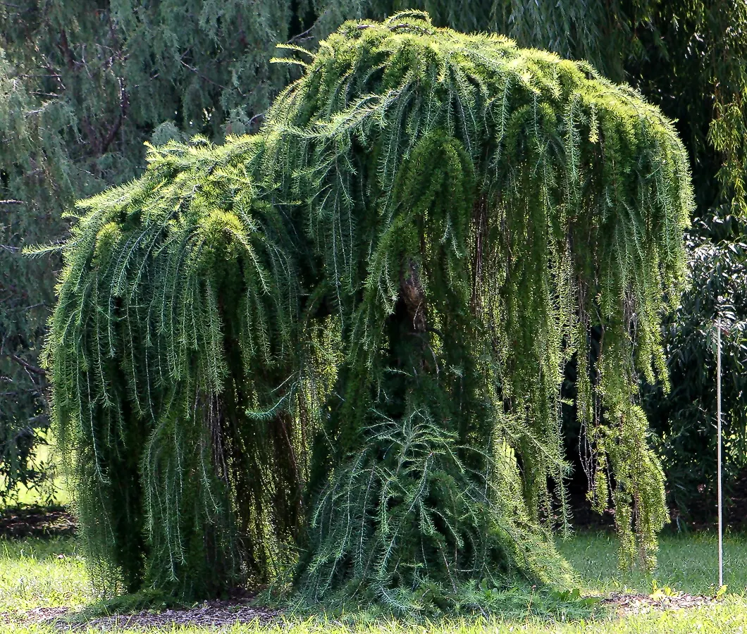 Weeping European Larch (Larix Decidua 'Pendula') — This deciduous specimen prefers full sun and well-draining soil, becoming a stunning focal point in any