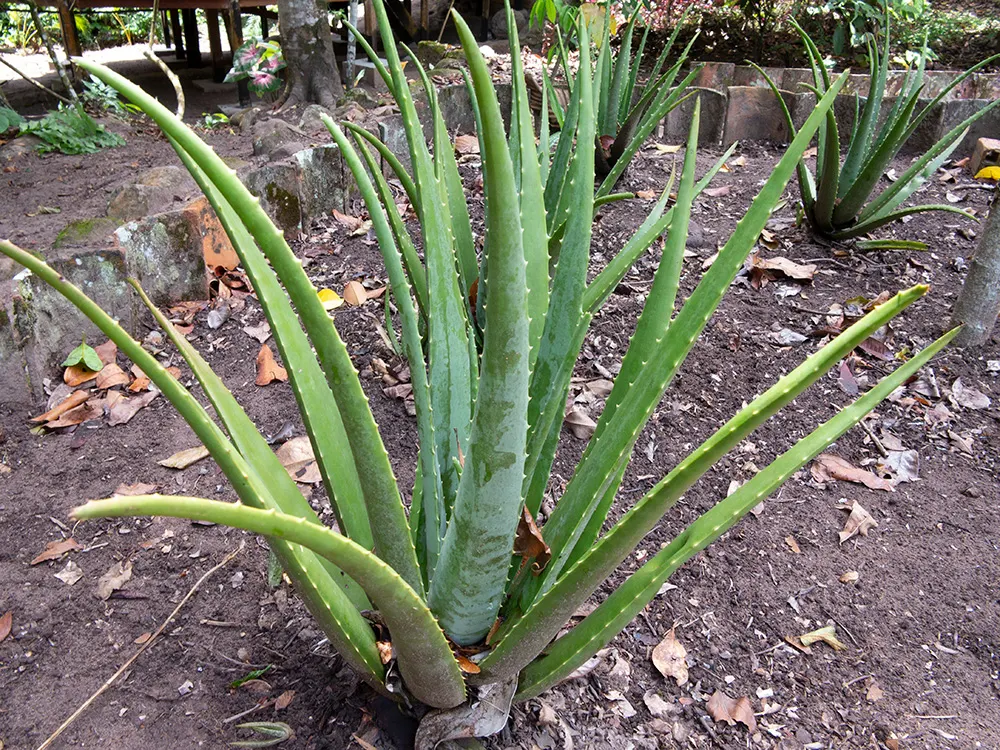 Aloe Vera Or Medicinal Aloe — and are filled with a clear; also widely known as Medicinal Aloe