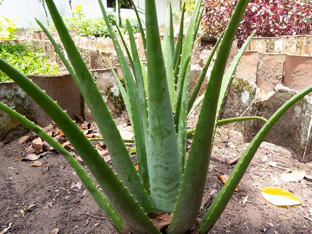 Aloe Vera Or Medicinal Aloe — This succulent demands well-drained soil and full to partial sun; each plant may spread to occupy a space up to 24, image 47