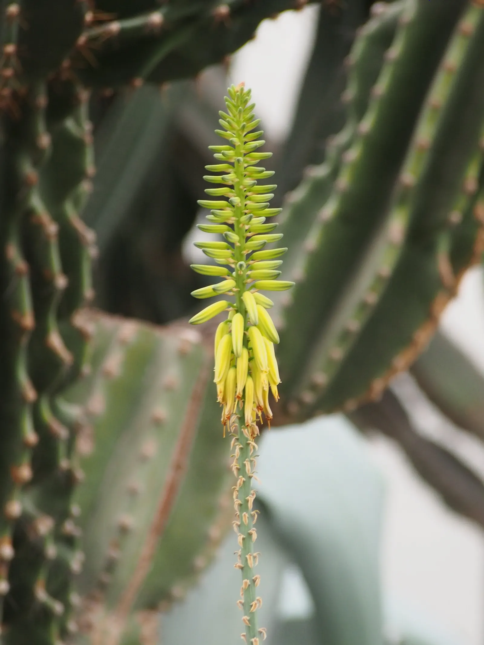 Aloe Vera Or Medicinal Aloe — emanating from the plant's base; succulent for full or half, image 57