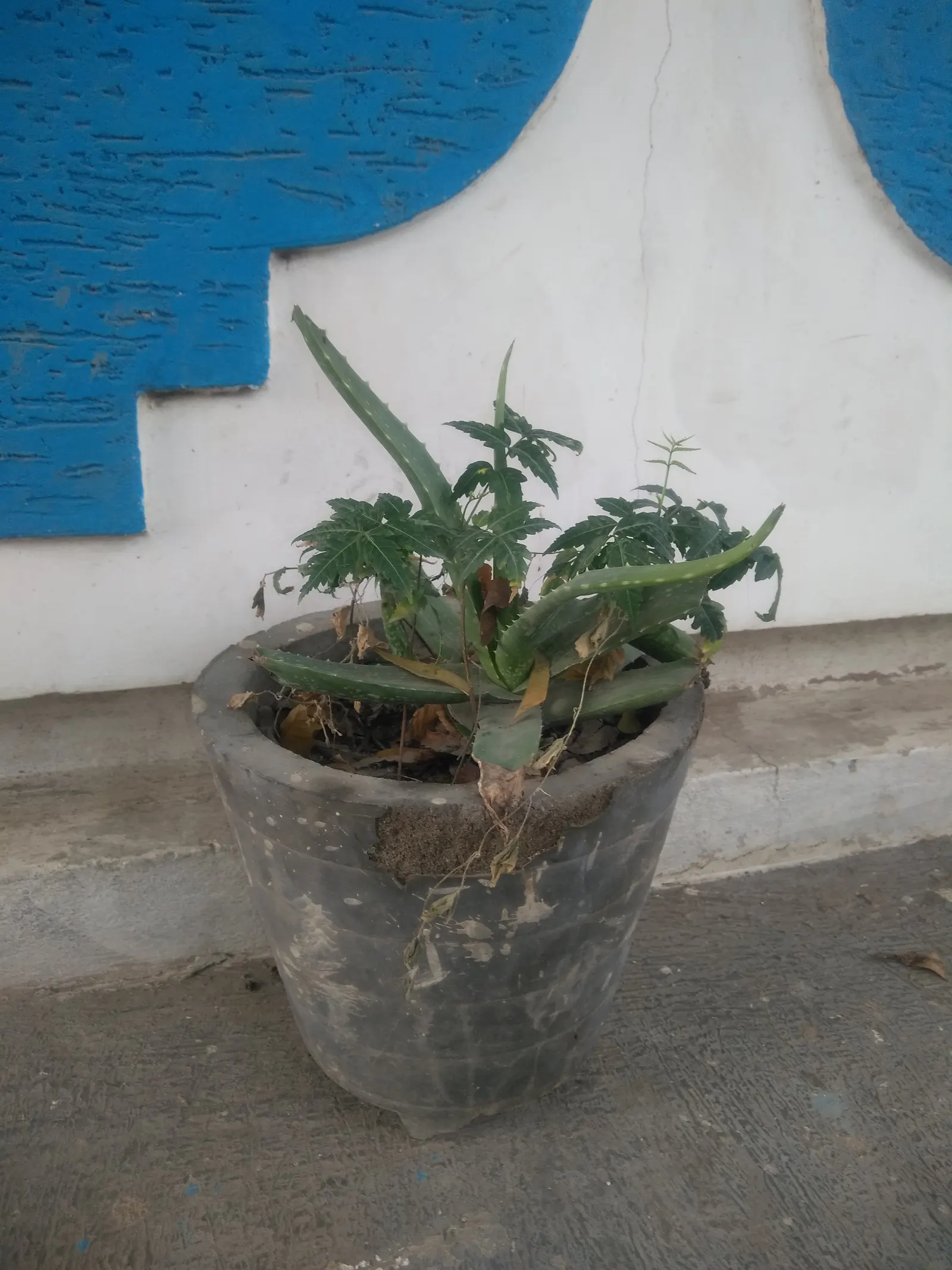 Aloe Vera Or Medicinal Aloe — succulent for full or half; allowing ample room for growth when spacing between plants in landscape design