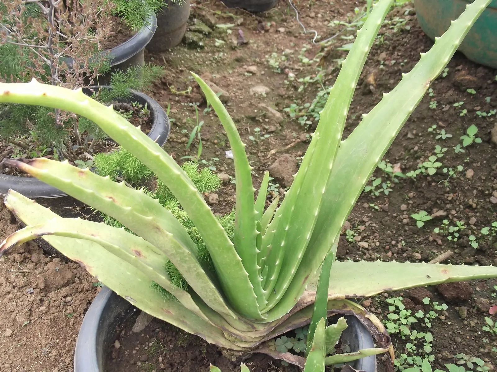 Aloe Vera Or Medicinal Aloe — It reaches 24-39 inches in height and spreads up to 24 inches wide; gray-green leaves that can grow up to 18 to 24, image 68