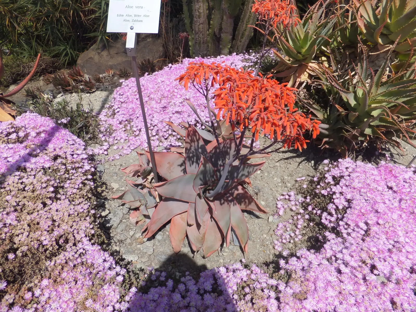Aloe Vera Or Medicinal Aloe — In zones 8 to 11, it can be planted outdoors, as it tolerates temperatures as low as 50&deg;F; succulent with yellow, image 82