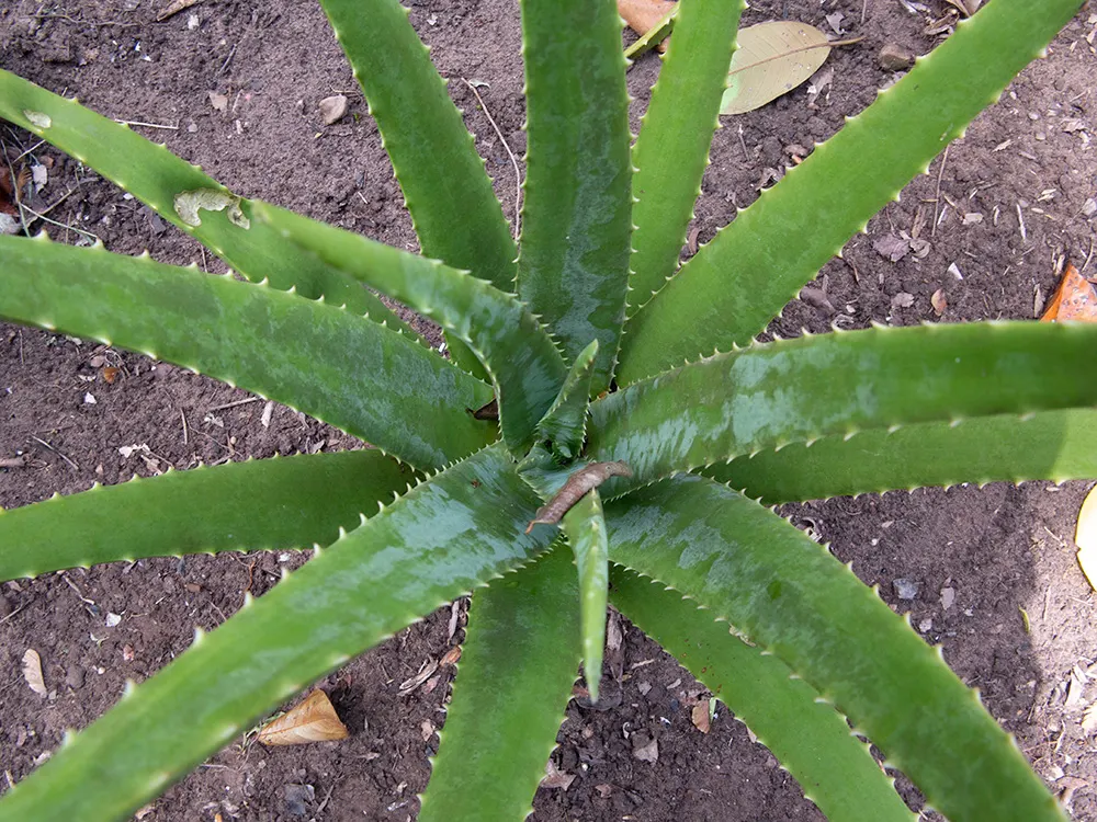 Aloe Vera Or Medicinal Aloe — and are filled with a clear; also widely known as Medicinal Aloe, image 102
