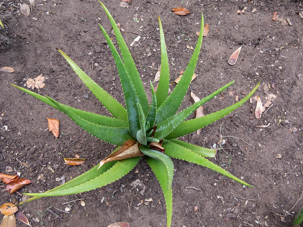 Aloe Vera Or Medicinal Aloe — Its gray-green, lance-shaped leaves possess toothed margins; this succulent demands well-drained soil and full to, image 70