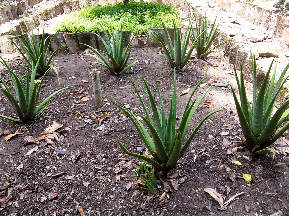 Aloe Vera Or Medicinal Aloe — and are filled with a clear