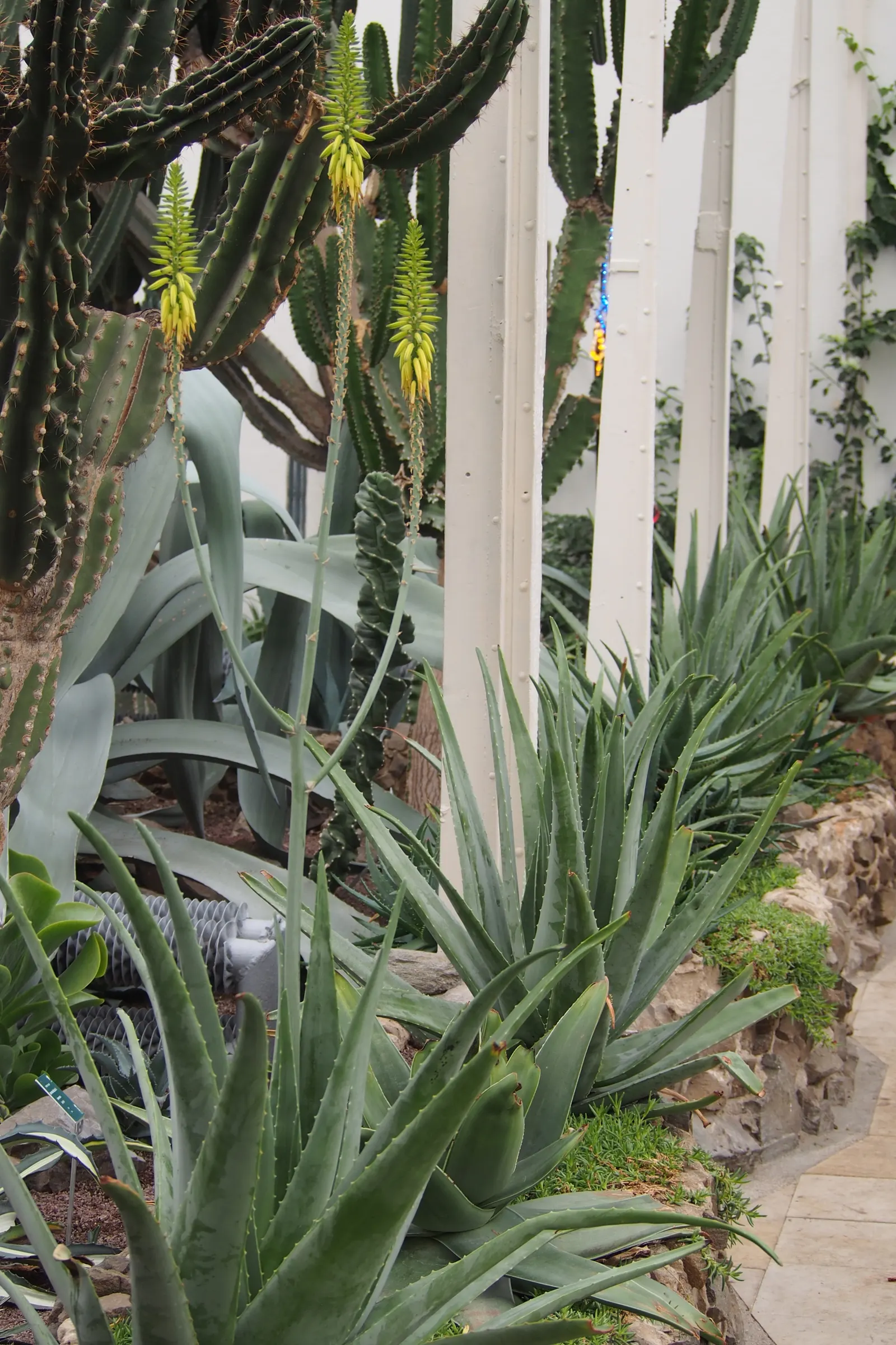 Aloe Vera Or Medicinal Aloe — This succulent demands well-drained soil and full to partial sun; each plant may spread to occupy a space up to 24, image 69