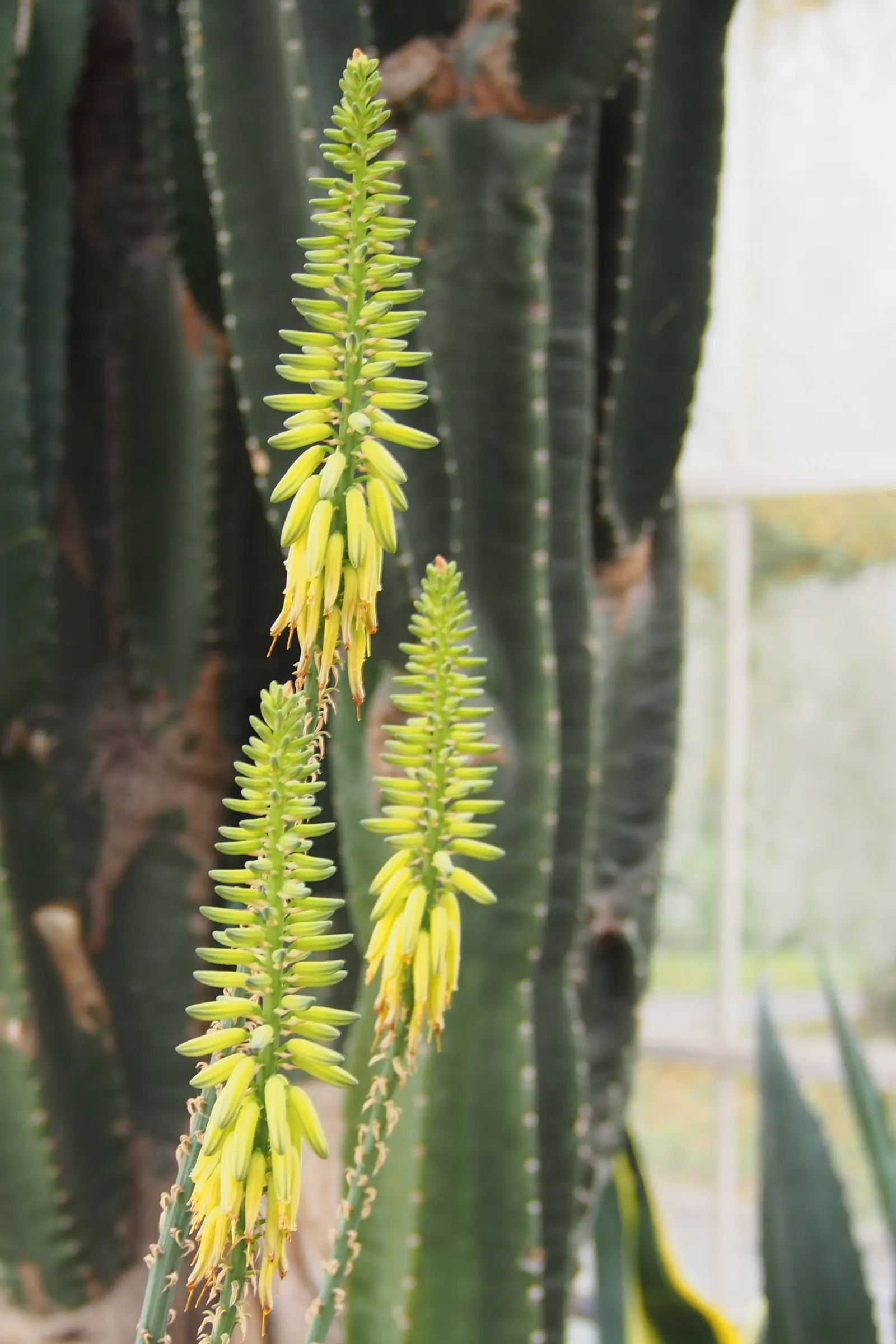 Aloe Vera Or Medicinal Aloe — In zones 8 to 11, it can be planted outdoors, as it tolerates temperatures as low as 50°F; succulent with yellow blooms