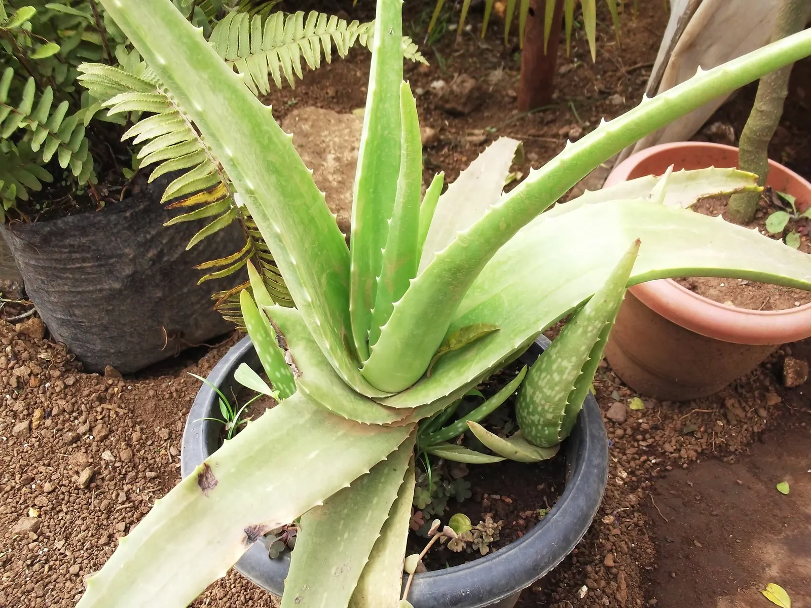 Aloe Vera Or Medicinal Aloe — gray-green leaves that can grow up to 18 to 24 inches in length and 2 to 3 inches wide
