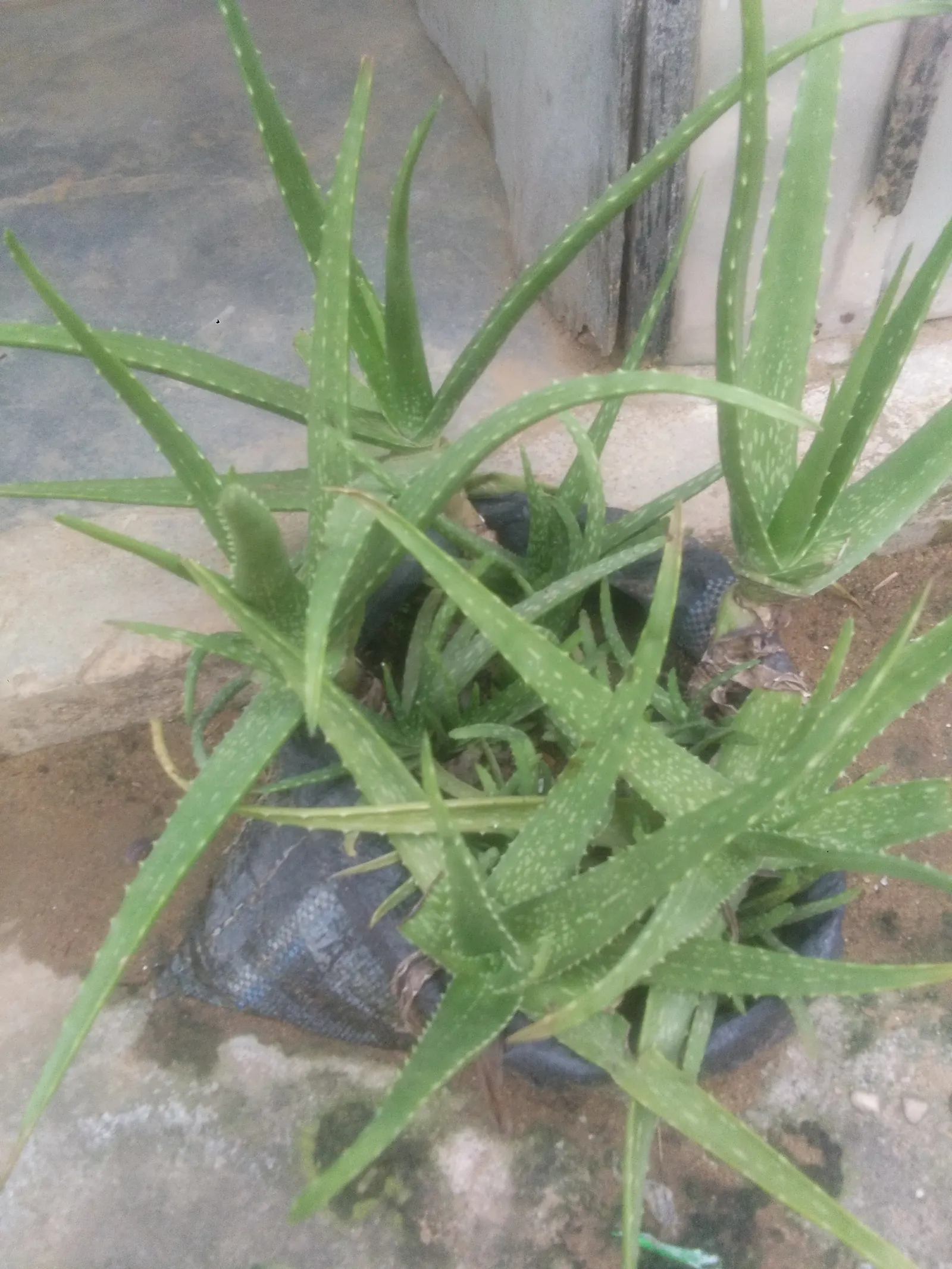 Aloe Vera Or Medicinal Aloe — succulent for full or half