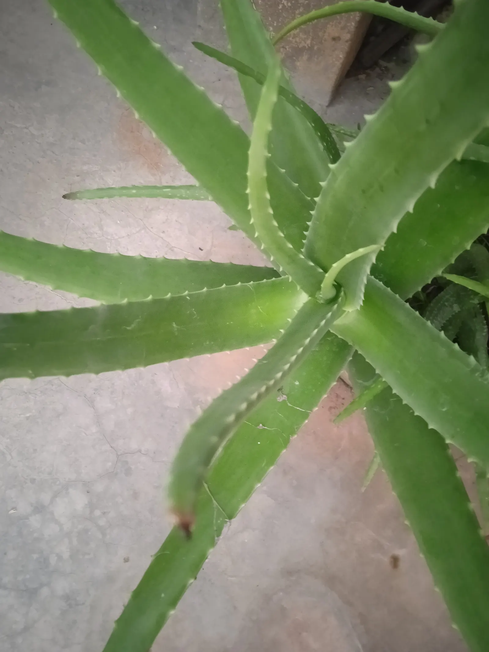 Aloe Vera Or Medicinal Aloe — succulent with yellow blooms; the leaves grow in a rosette pattern, image 65