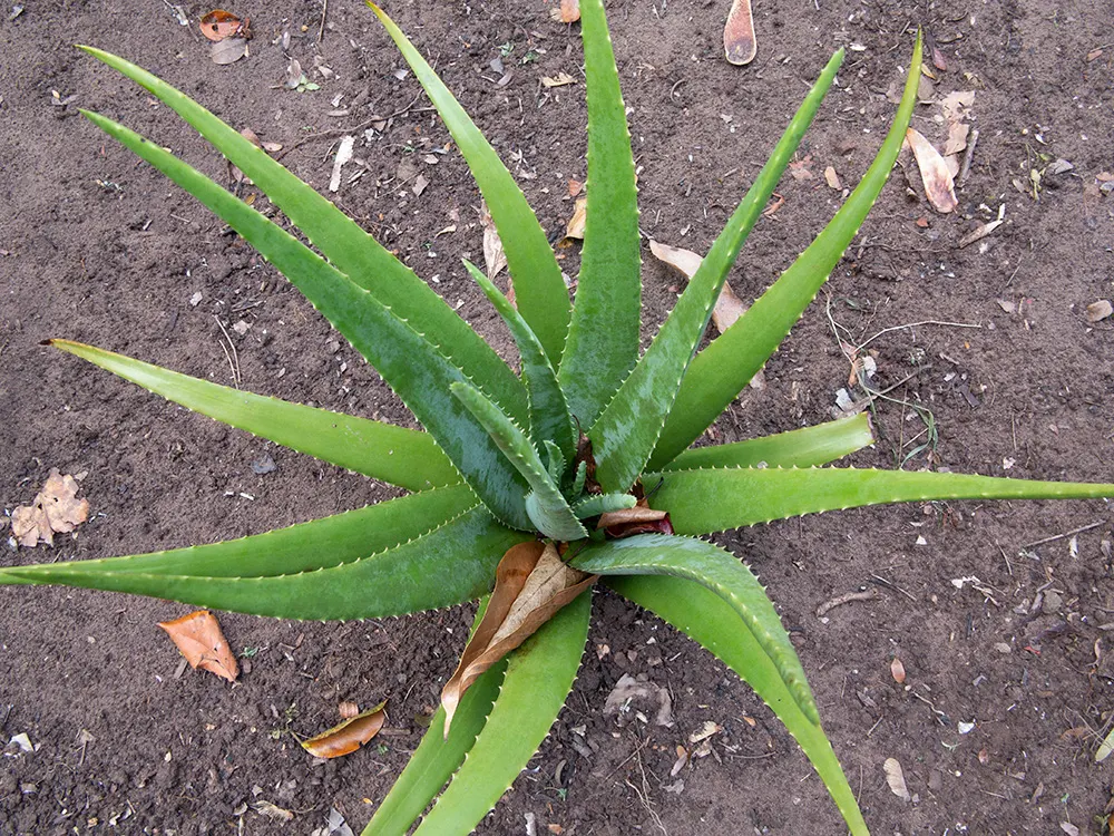 Aloe Vera Or Medicinal Aloe — The leaves grow in a rosette pattern; it requires minimal watering, making it a perfect addition for low-maintenance, image 56