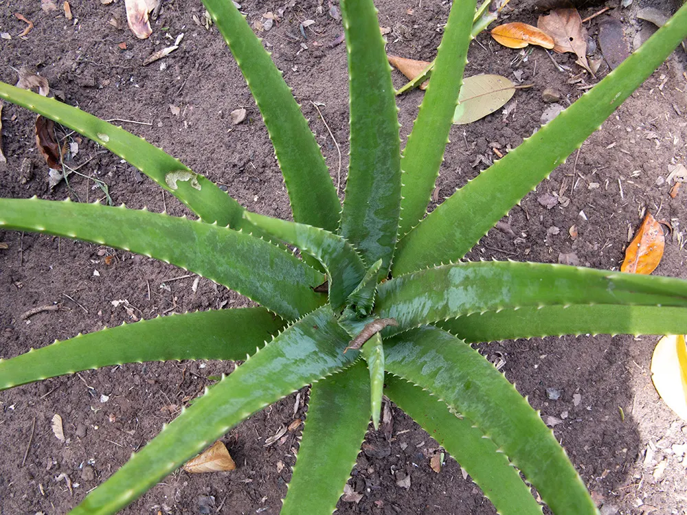 Aloe Vera Or Medicinal Aloe — allowing ample room for growth when spacing between plants in landscape design; yellow flowers in the garden, image 85