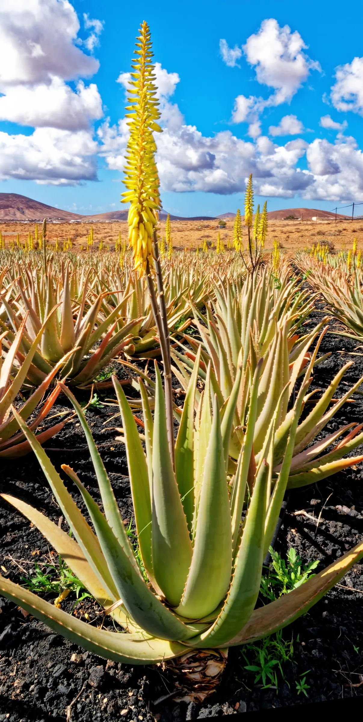 Aloe Vera Or Medicinal Aloe — Each plant may spread to occupy a space up to 24 inches in width; emanating from the plant's base, image 84