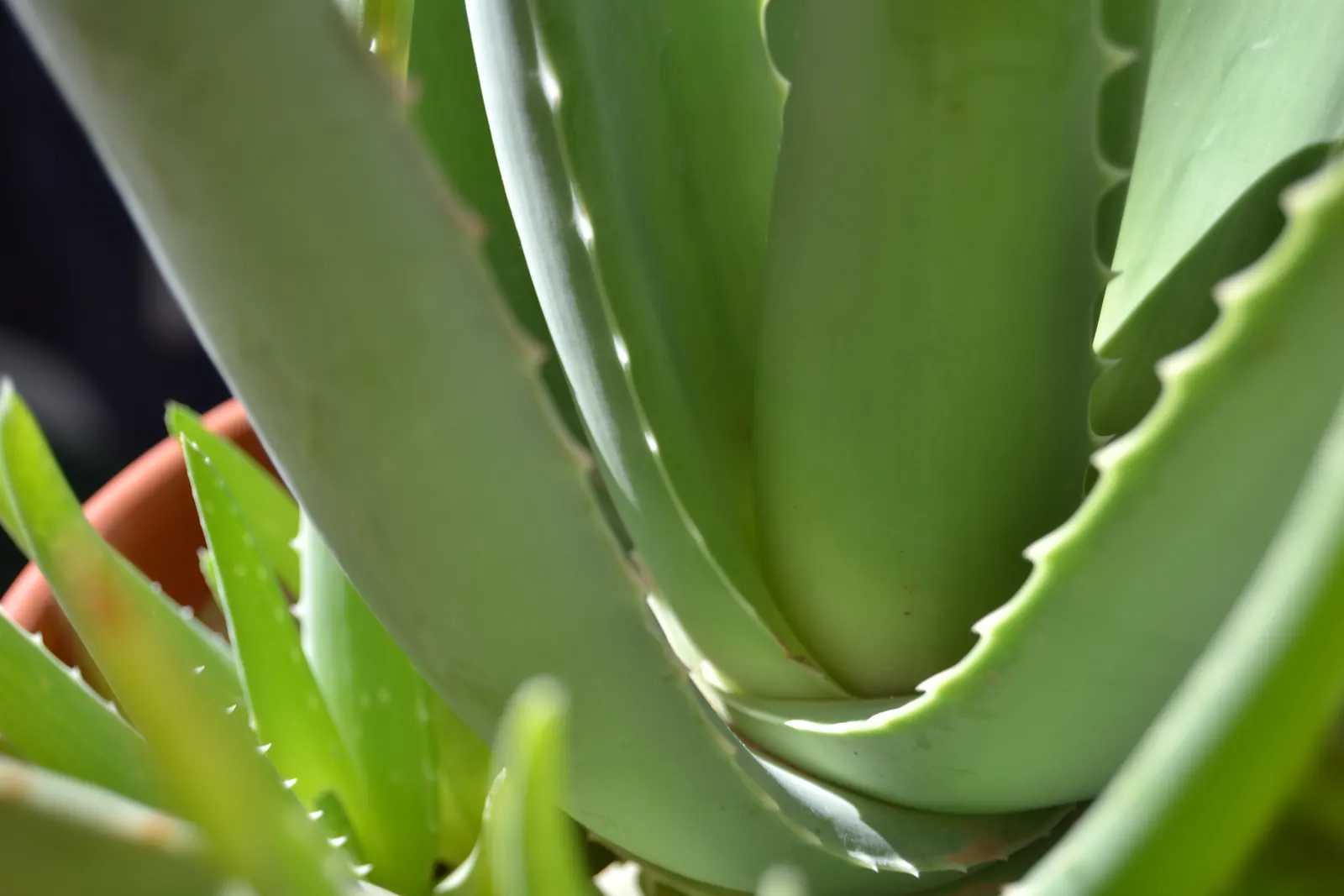 Aloe Vera Or Medicinal Aloe — It requires minimal watering, making it a perfect addition for low-maintenance landscapes