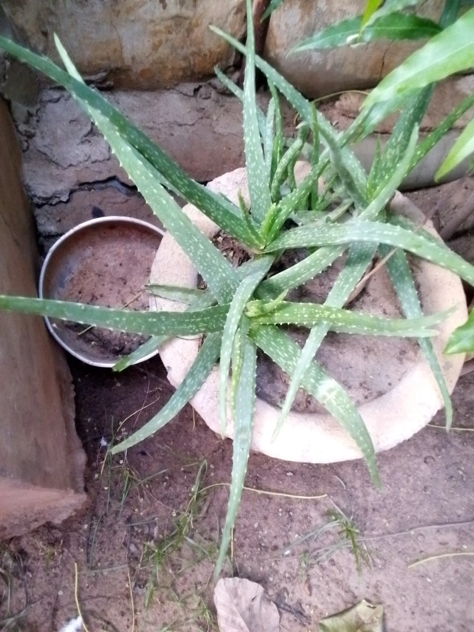 Aloe Vera Or Medicinal Aloe — Aloe Vera is an ideal candidate for xeriscaping and adds a modern touch to any garden design; in zones 8 to 11, it, image 97