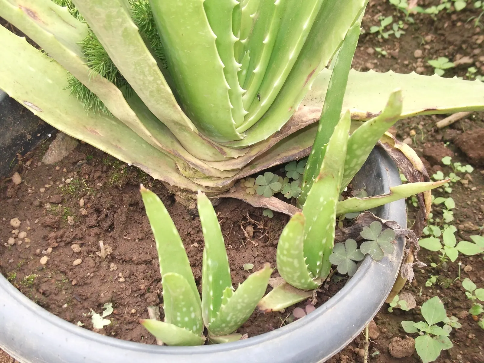 Aloe Vera Or Medicinal Aloe — Yellow tubular flowers on spikes accent the plant in summer
