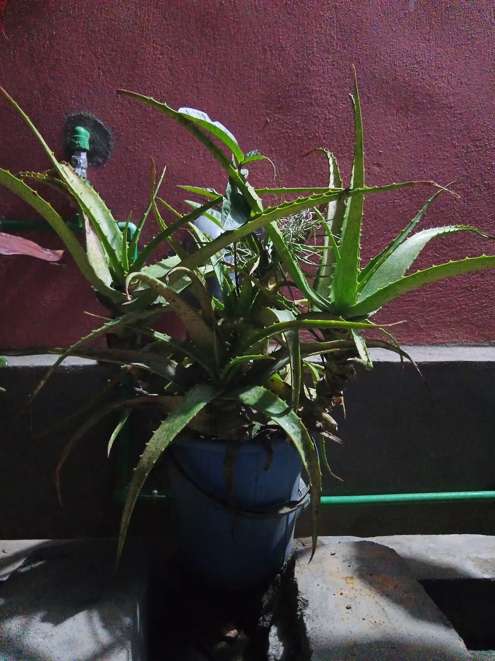 Aloe Vera Or Medicinal Aloe — allowing ample room for growth when spacing between plants in landscape design; yellow flowers in the garden, image 63