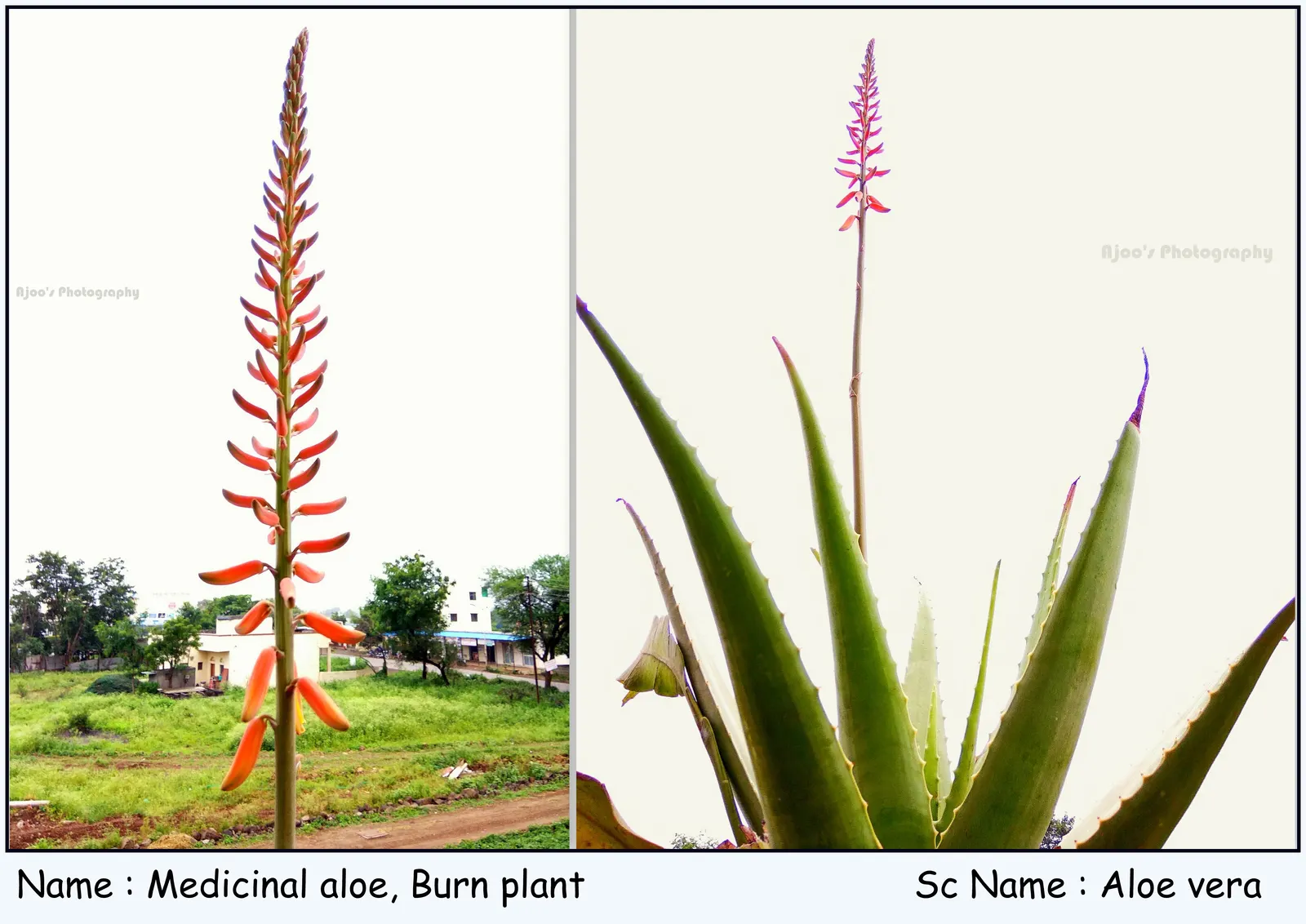 Aloe Vera Or Medicinal Aloe — The plant features fleshy; aloe vera, famed for its medicinal gel, is an evergreen perennial thriving in USDA zones, image 98